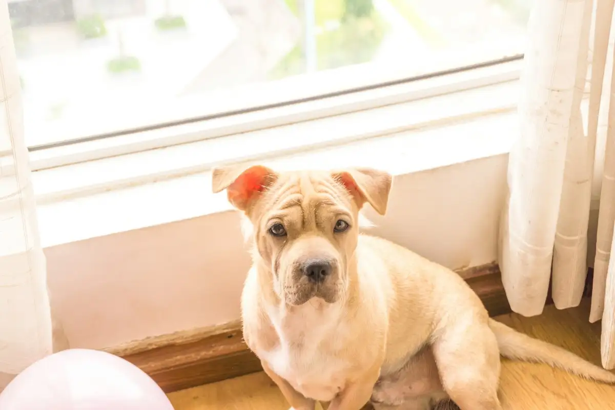 Pets in rentals