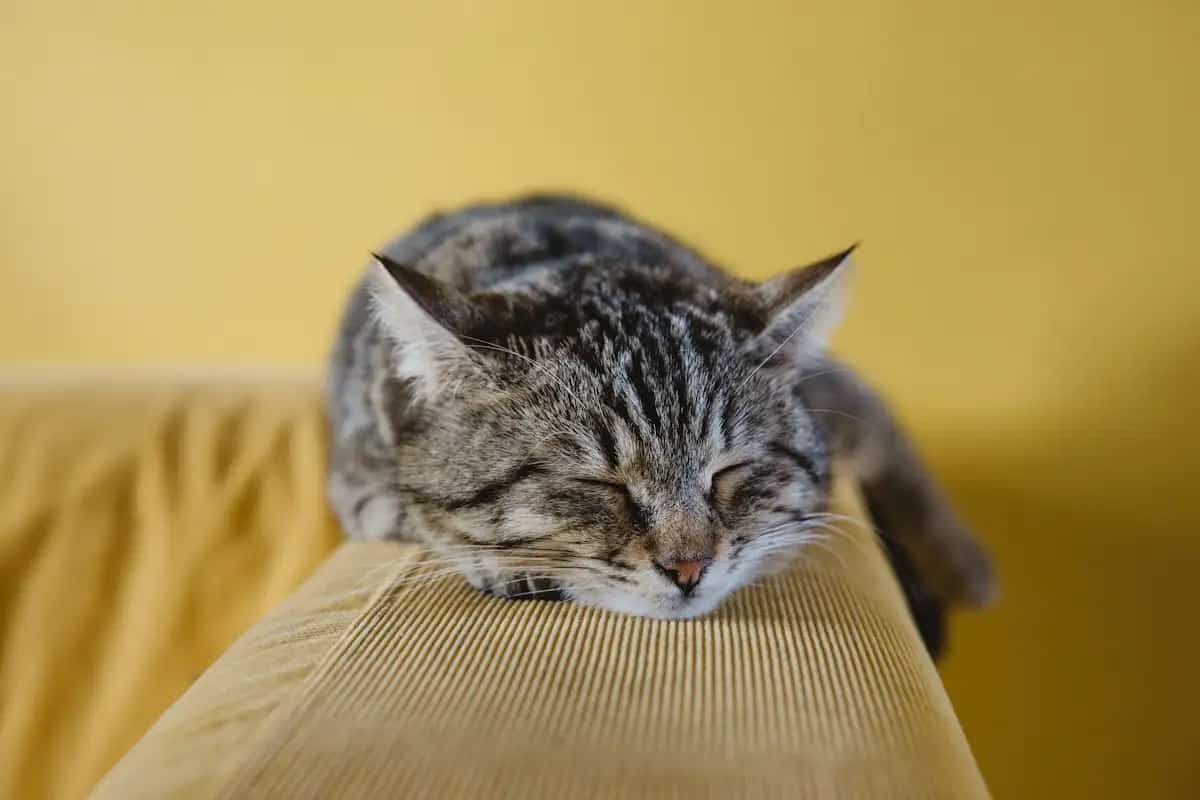 Kitten on a couch